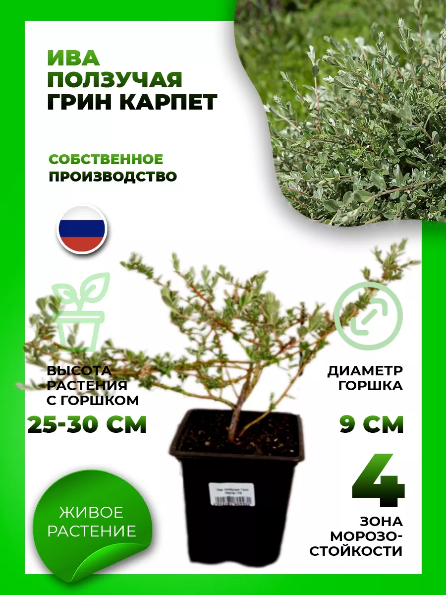 Ива ползучая Грин Карпет