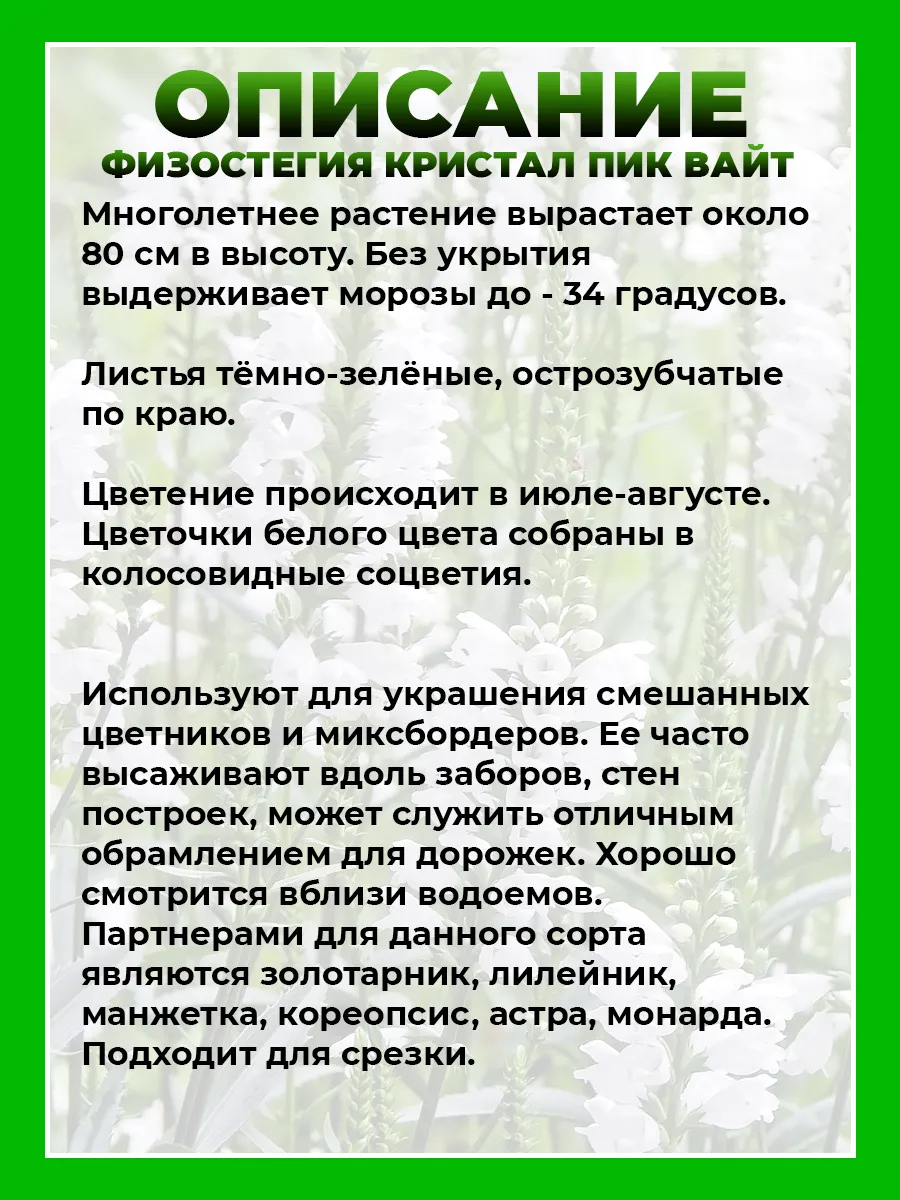 Физостегия виргинская Кристал Пик Вайт
