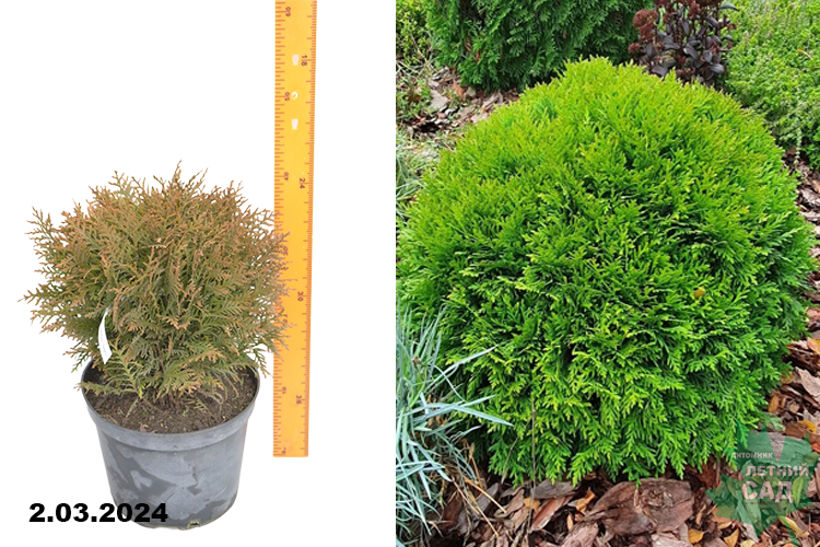 Туя западная Даника (Thuja occidentalis Danica) С5 Б