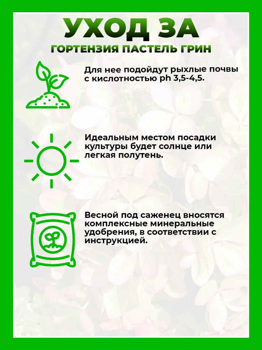 Гортензия метельчатая Пастель Грин