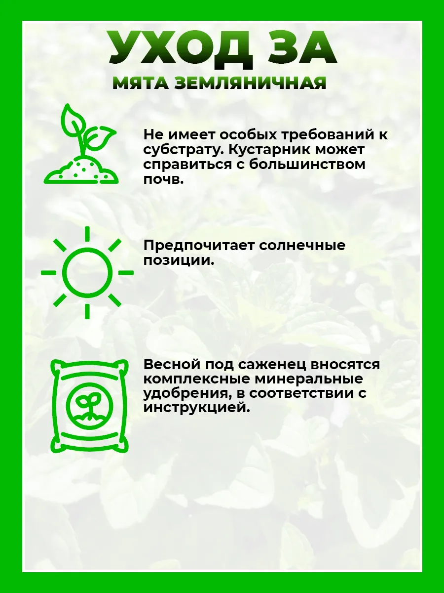 Мята Земляничная