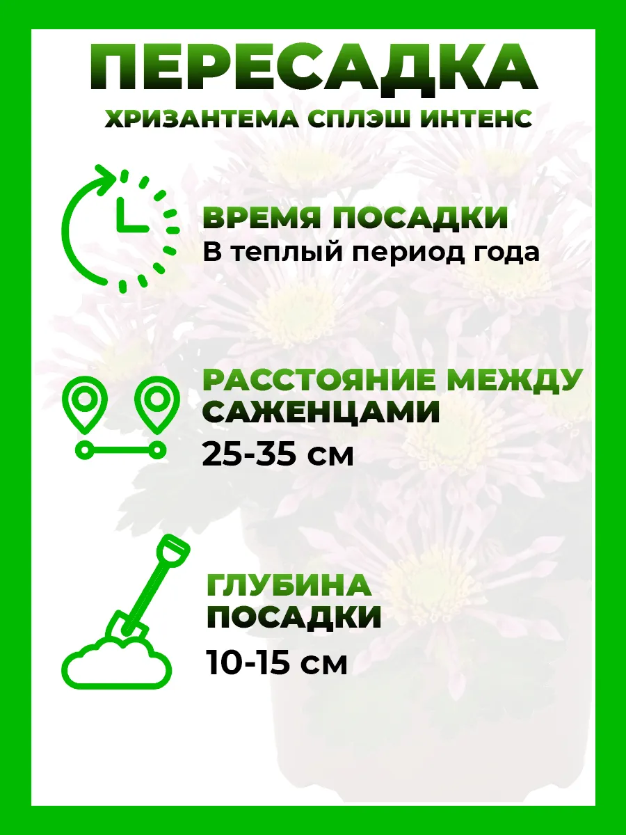 Хризантема крупноцветковая Сплэш Интенс