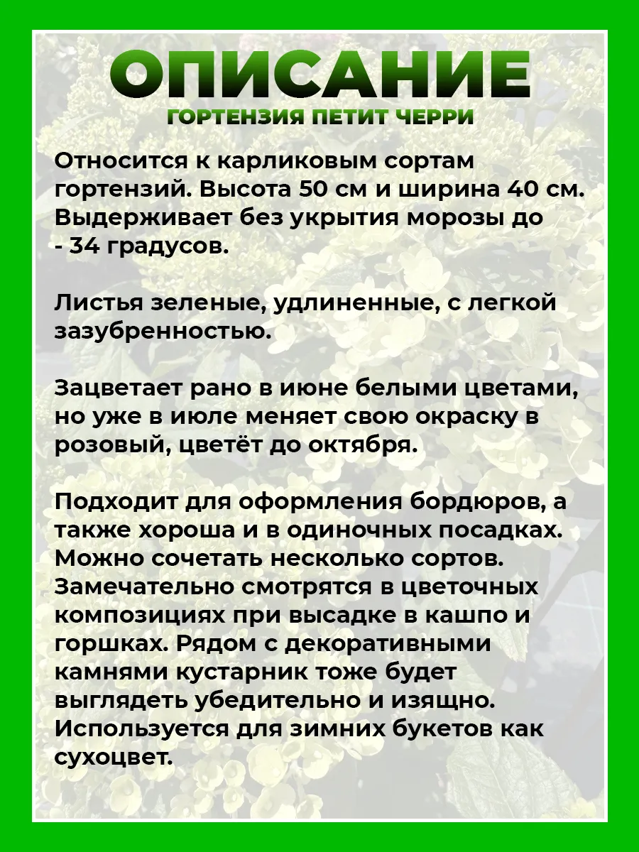 Гортензия метельчатая Петит Черри