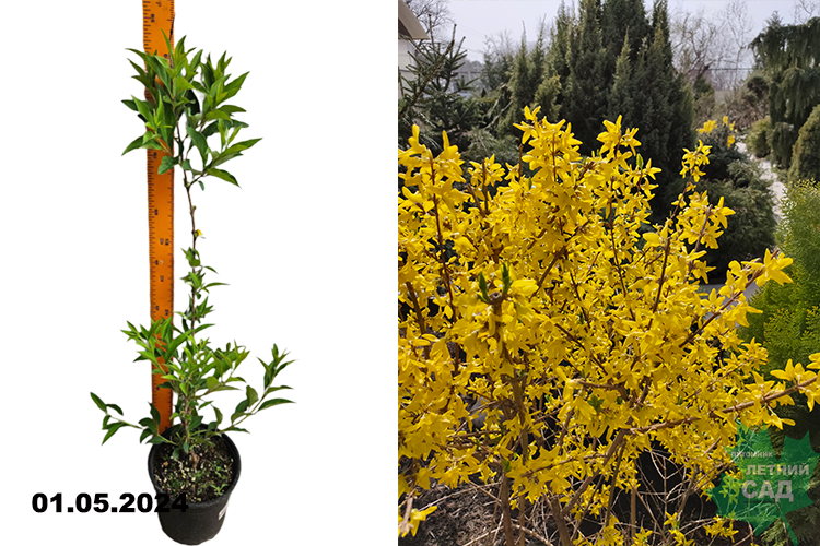 Форзиция промежуточная Спектабилис (Forsythia intermedia Spectabilis) С3
