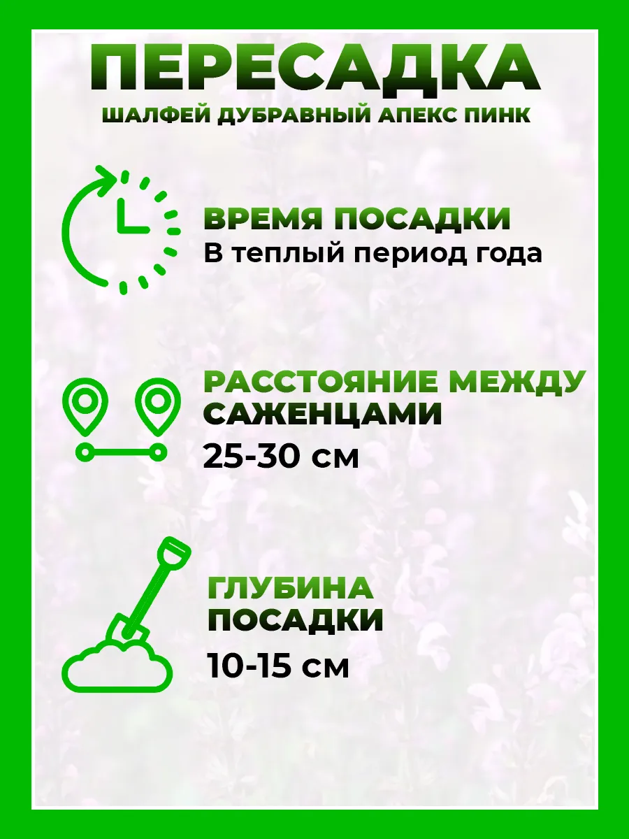 Шалфей дубравный Апекс Пинк