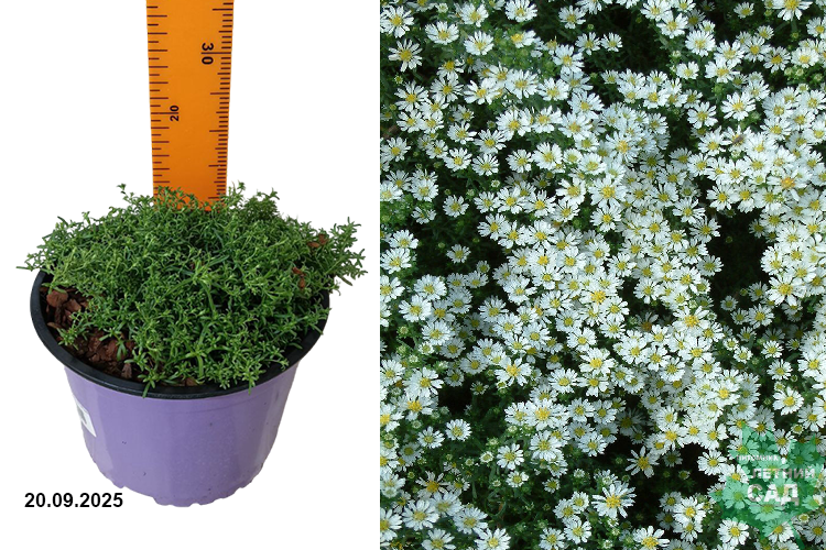 Астра вересковая Сноу Флурри (Aster ericoides Snow Flurry) С2
