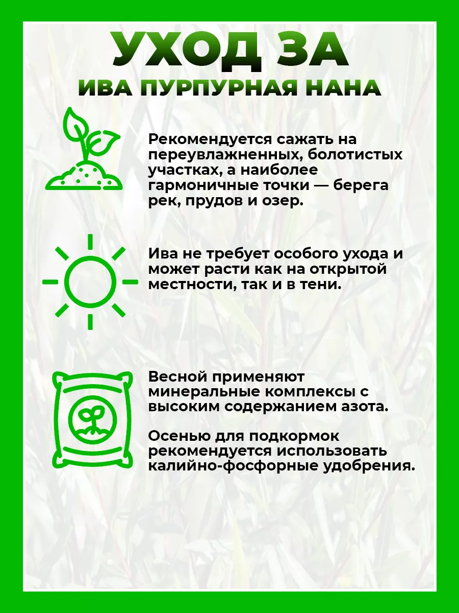 Ива пурпурная Нана