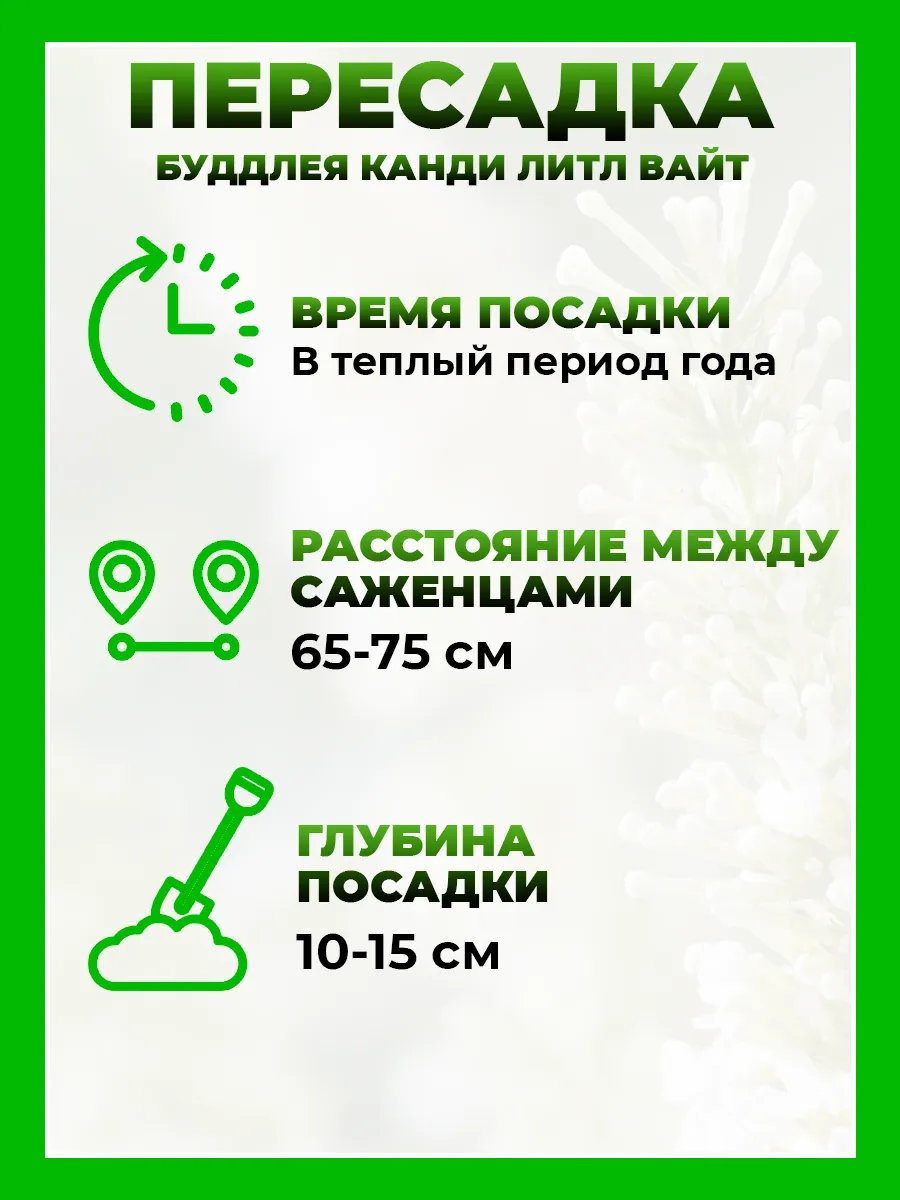 Буддлея Давида Баттерфляй Канди Литтл Вайт