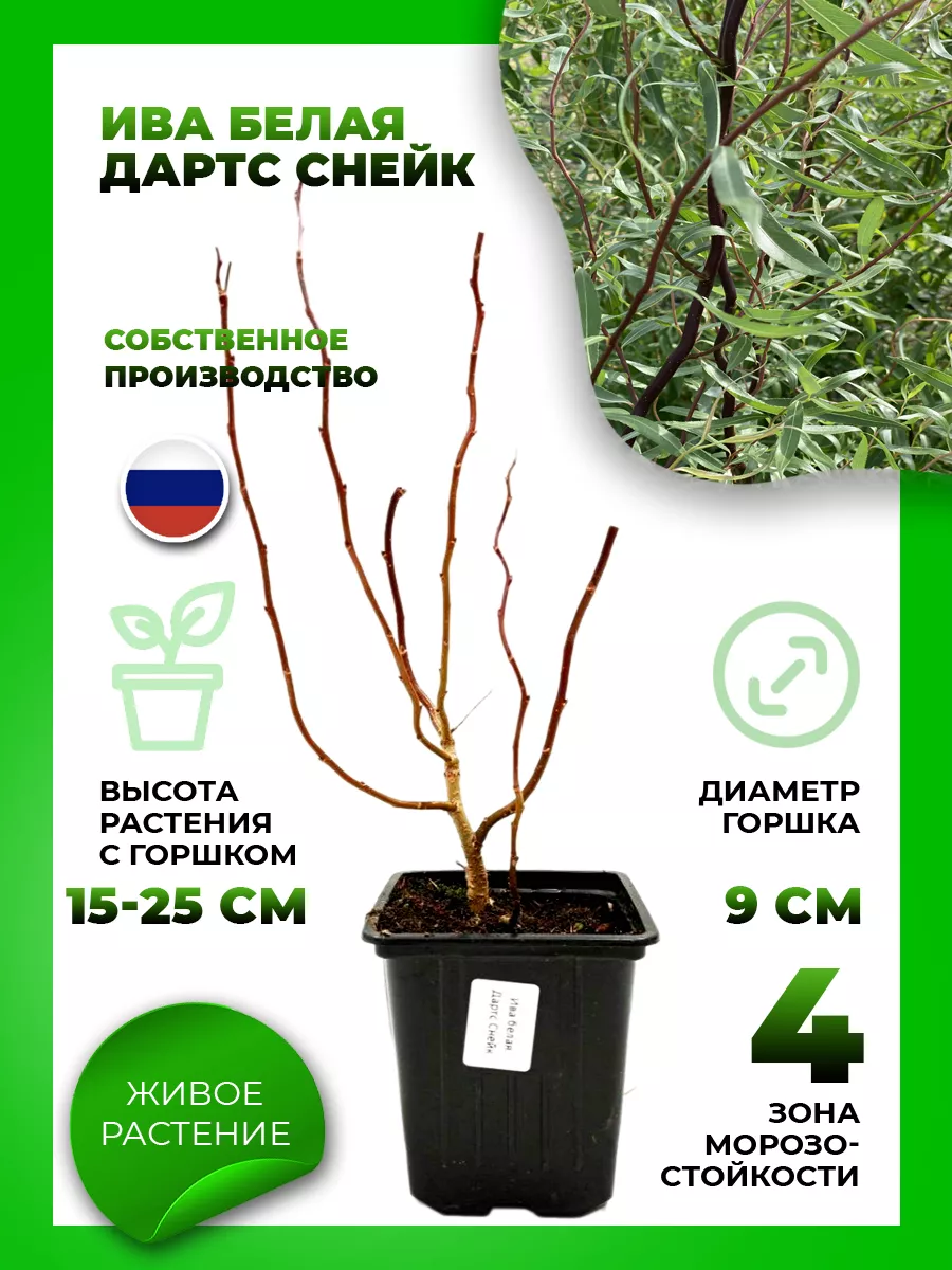 Ива белая Дартс Снейк