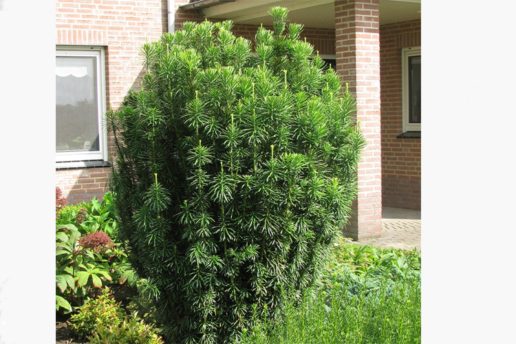 Цефалотаксус головчатый Фастигиата С2,5