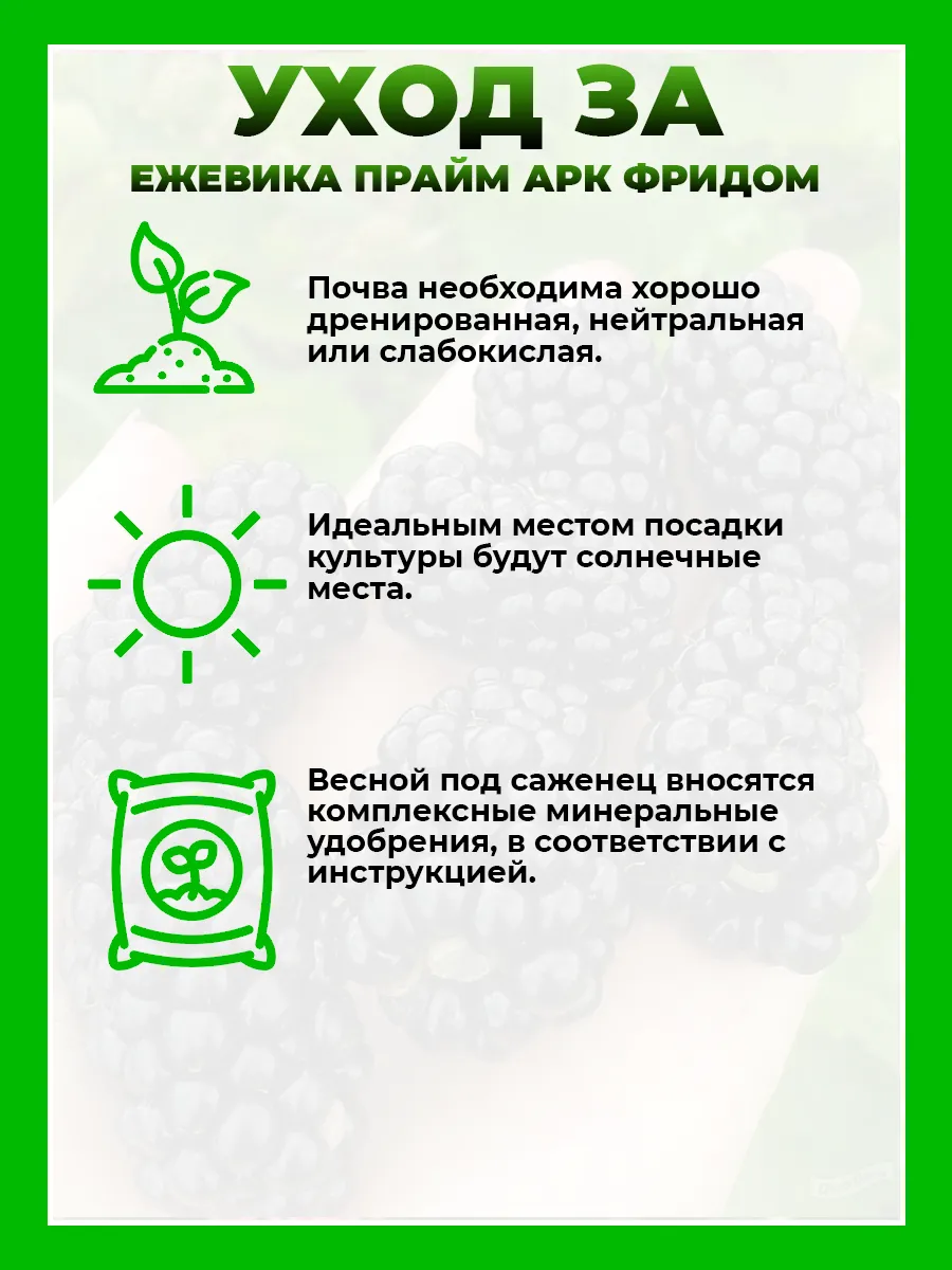 Ежевика Прайм Арк Фридом