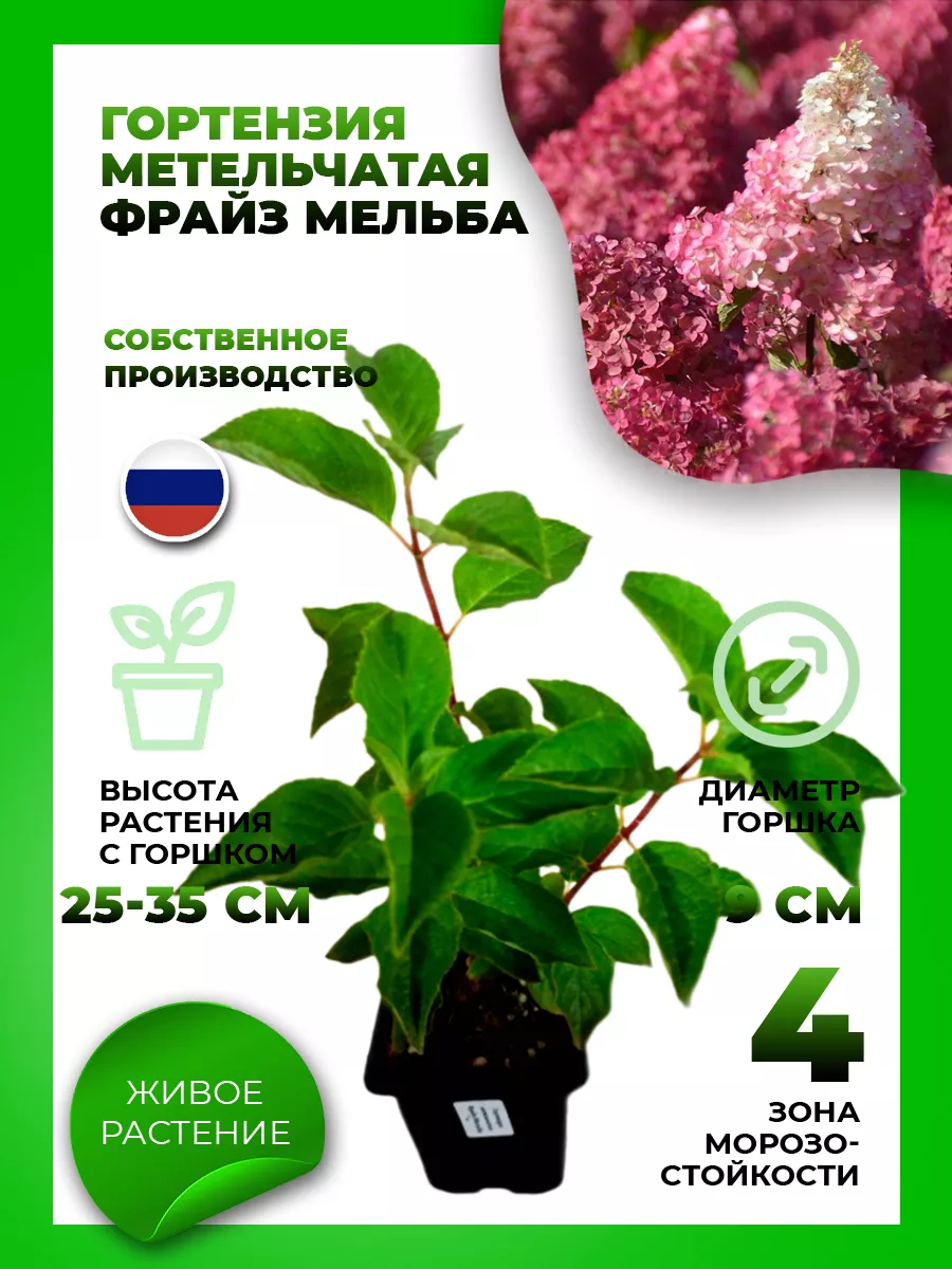 Гортензия метельчатая Фрайз Мельба
