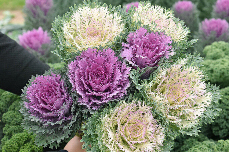 декоративная капуста крейн пинк. капуста декоративная осака вайт. капуста декоративная богема. капуста декоративная f1. брассика олерэцеа.