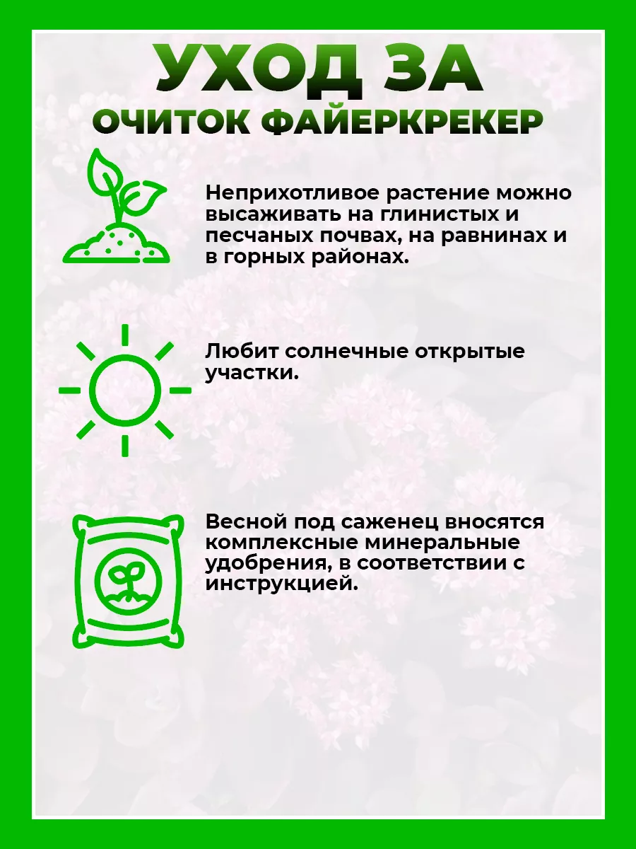 Очиток гибридный Файеркрекер