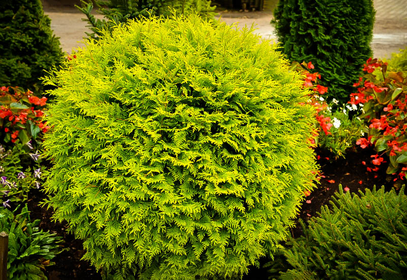 golden-globe-thuja-1