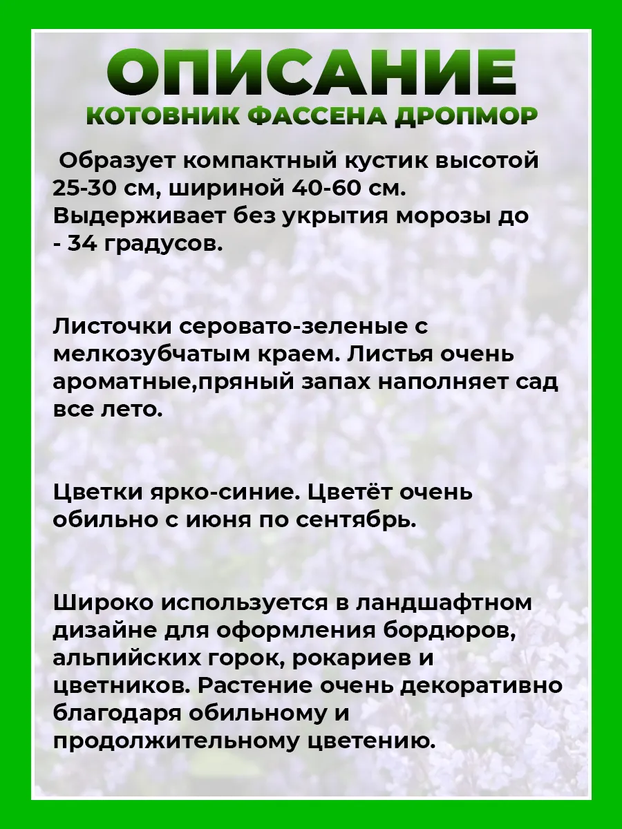 Котовник Фассена Дропмор