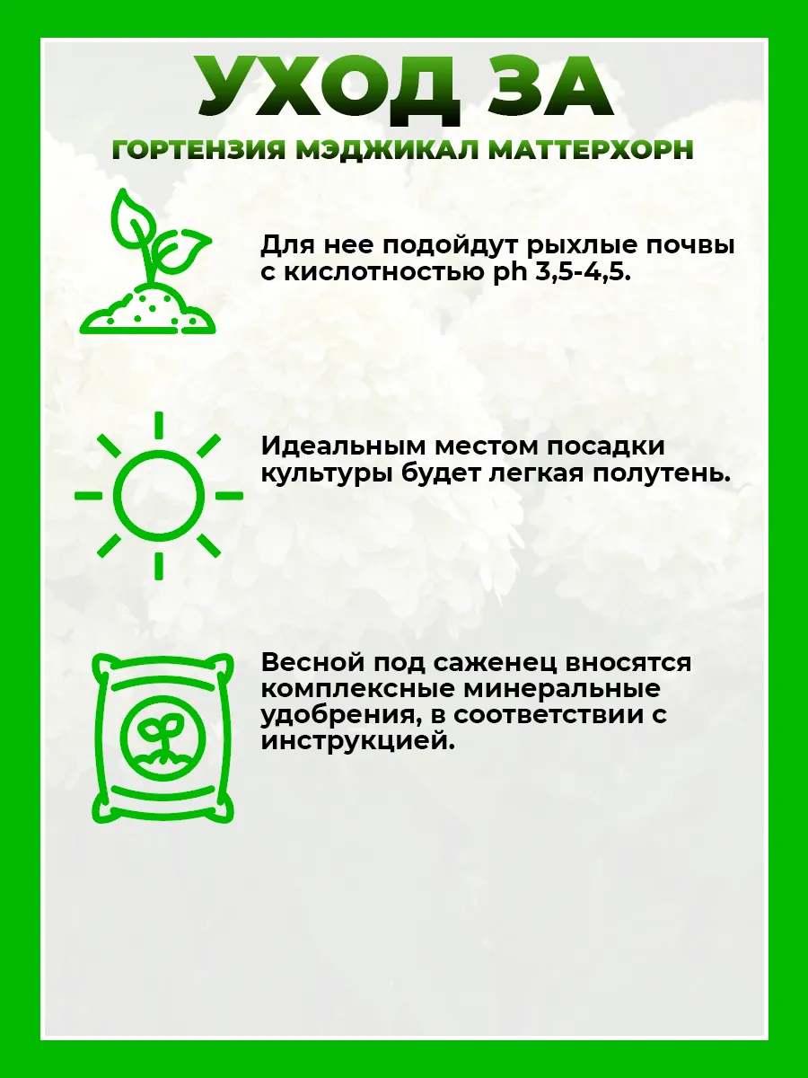 Гортензия метельчатая Мэджикал Маттерхорн