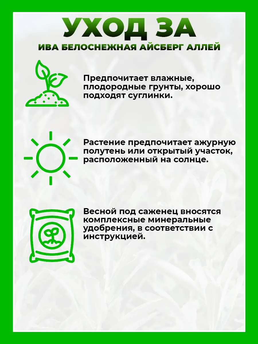 Ива белоснежная Айсберг Аллей