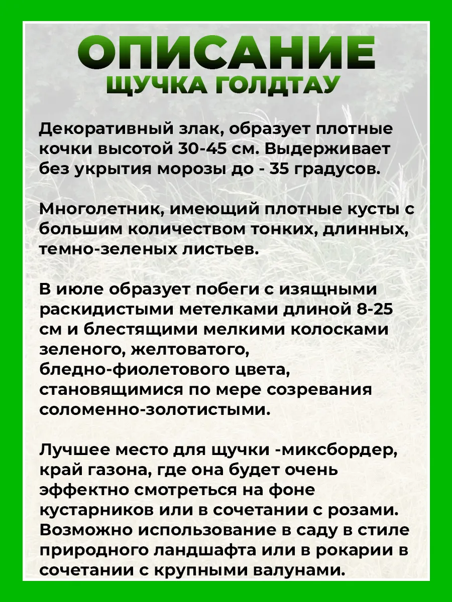 Щучка дернистая Голдтау
