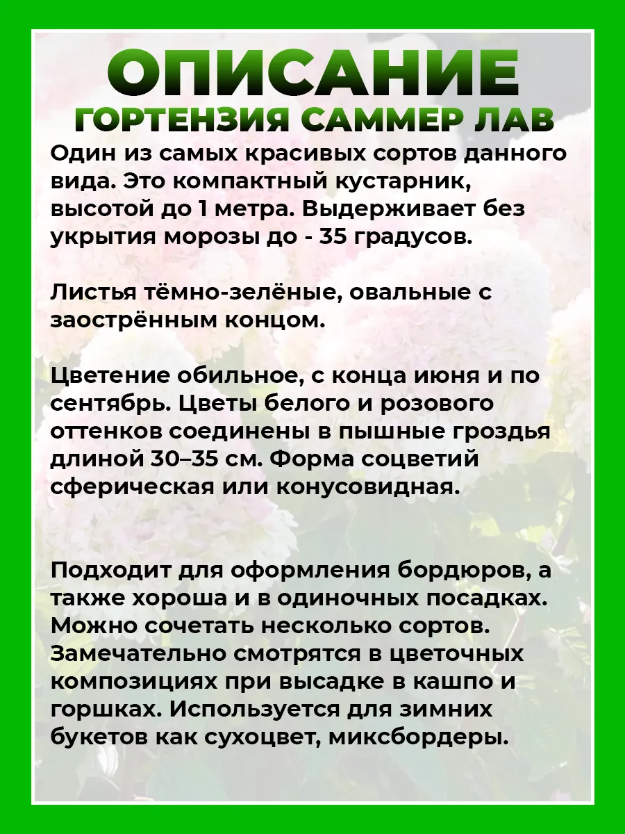 Гортензия метельчатая Саммер Лав