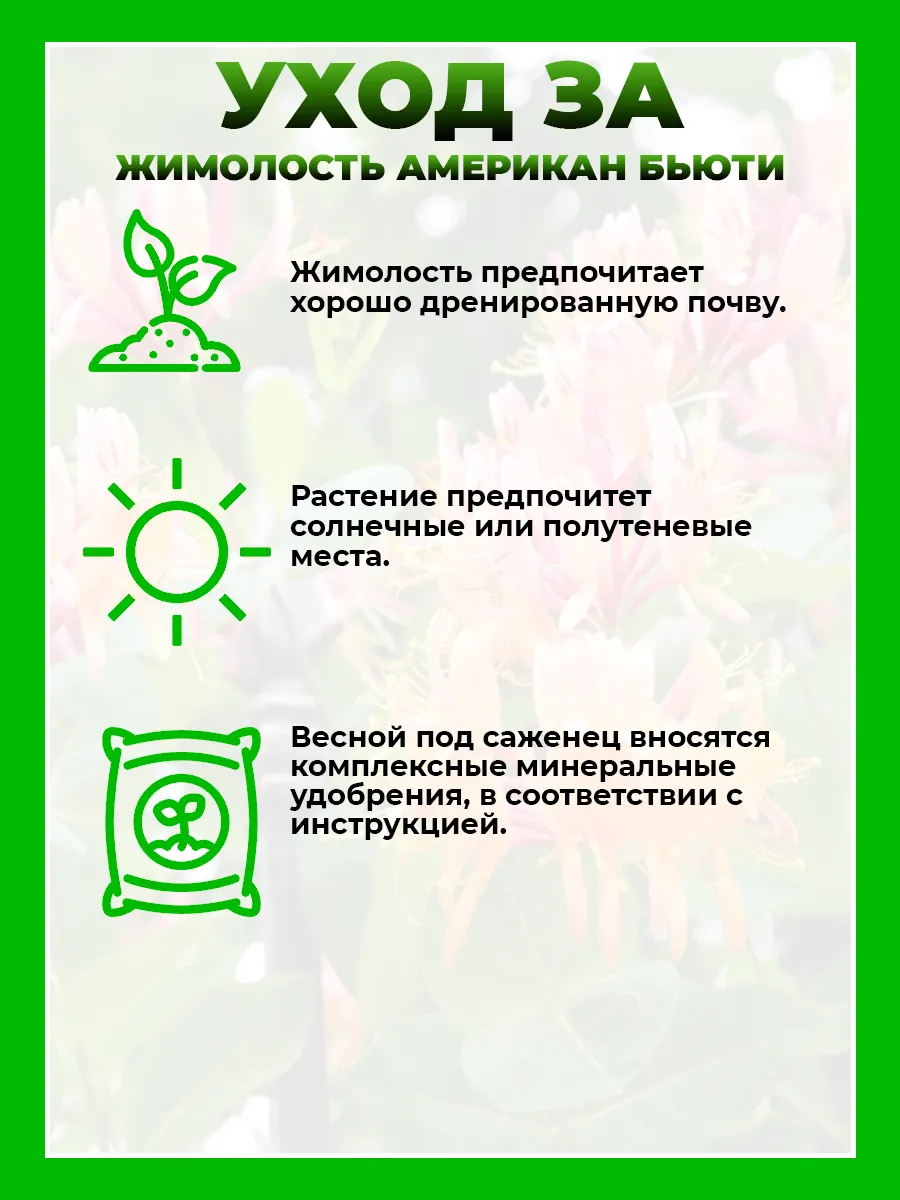 Жимолость Гекрота Американ Бьюти