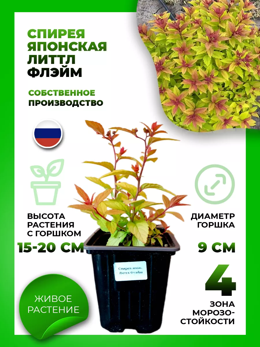 Спирея японская Литтл Флэйм