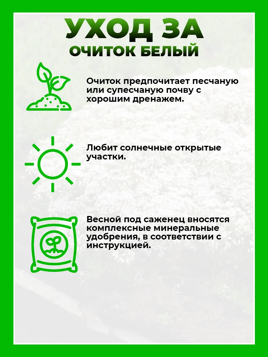 Очиток (Седум) белый
