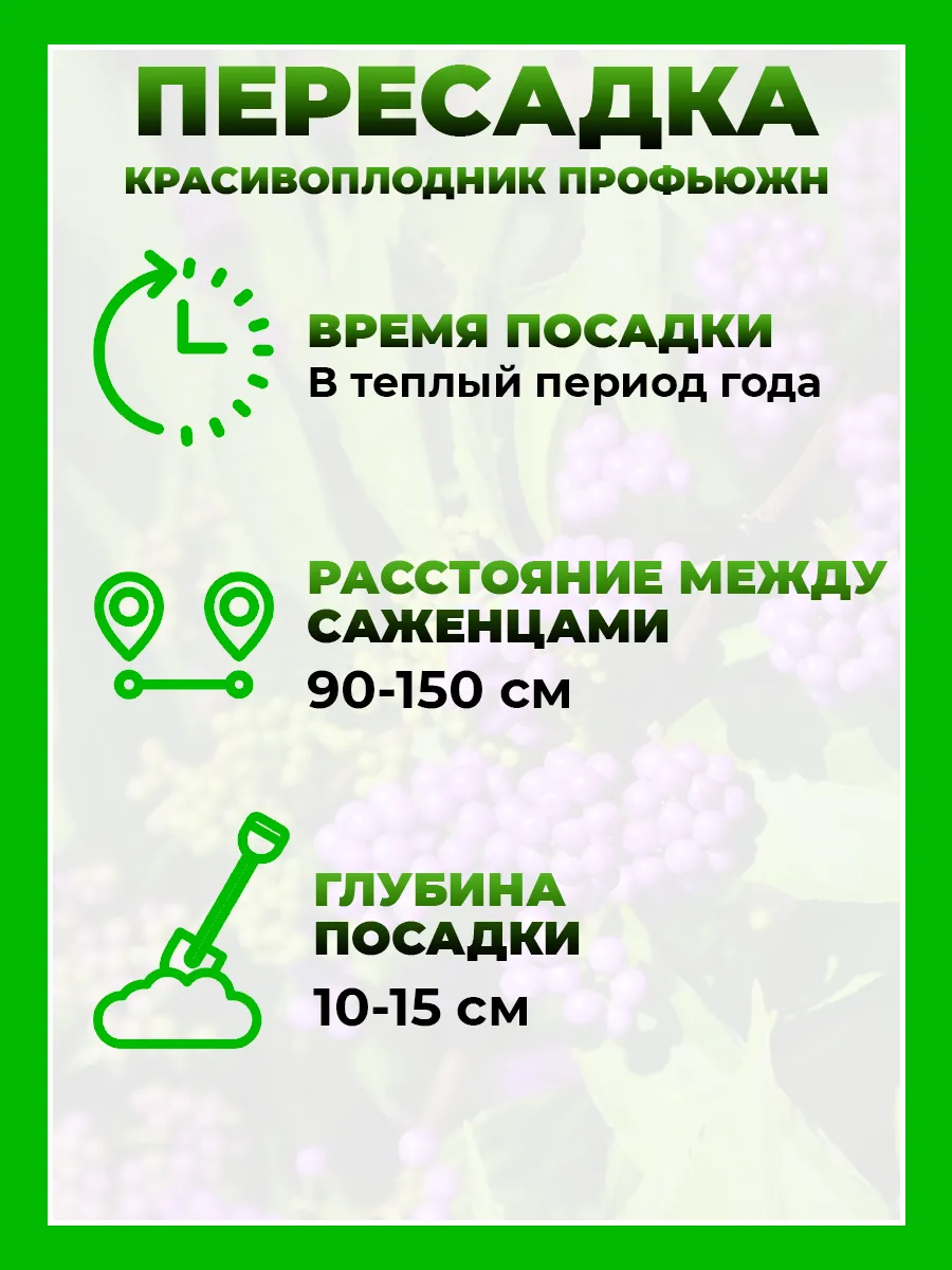 Красивоплодник бодиньера Профьюжн