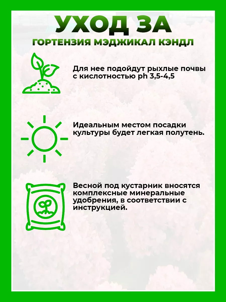 Гортензия метельчатая Мэджикал Кэндл