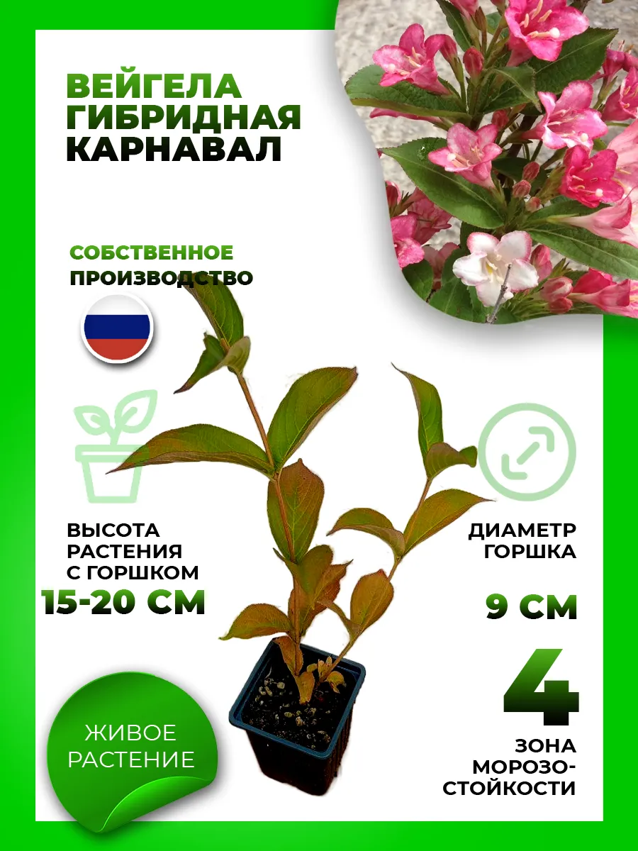 Вейгела цветущая Карнавал