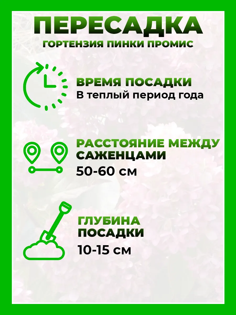 Гортензия метельчатая Ливинг Пинки Промис