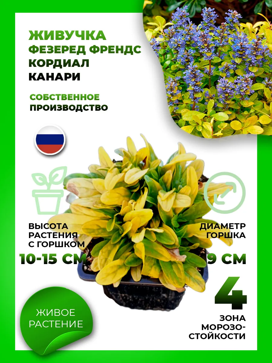 Живучка ползучая Фезеред Френдс Кордиал Канари