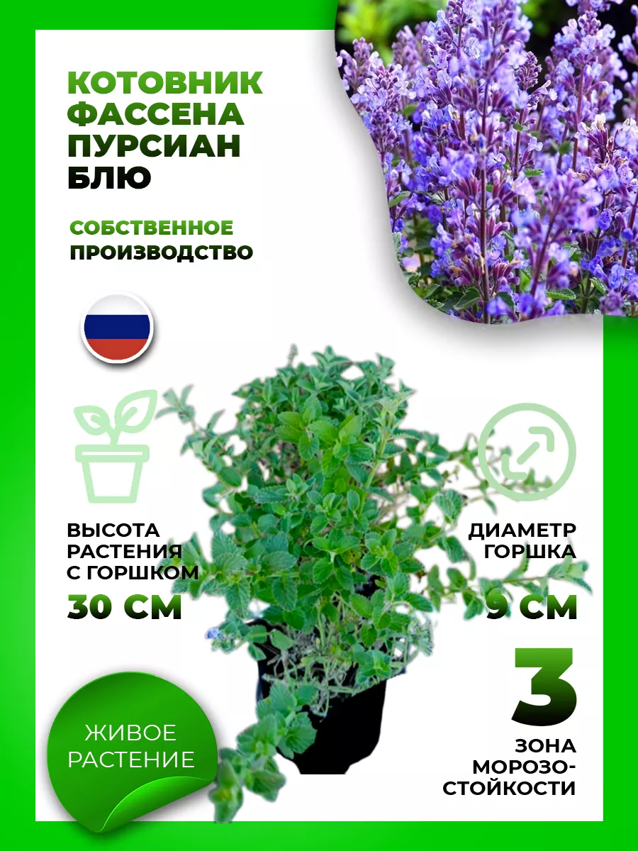 Котовник Фассена Пурсиан Блю