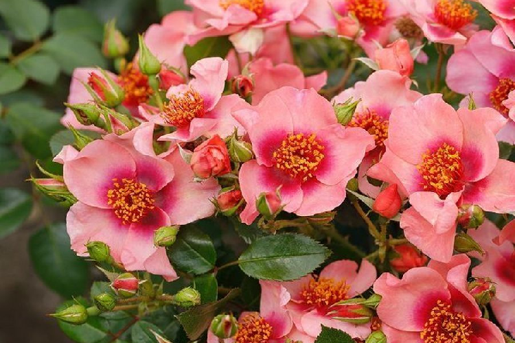 Роза почвопокровная Ориента Шила (Rosa Orienta Shila) ОКС