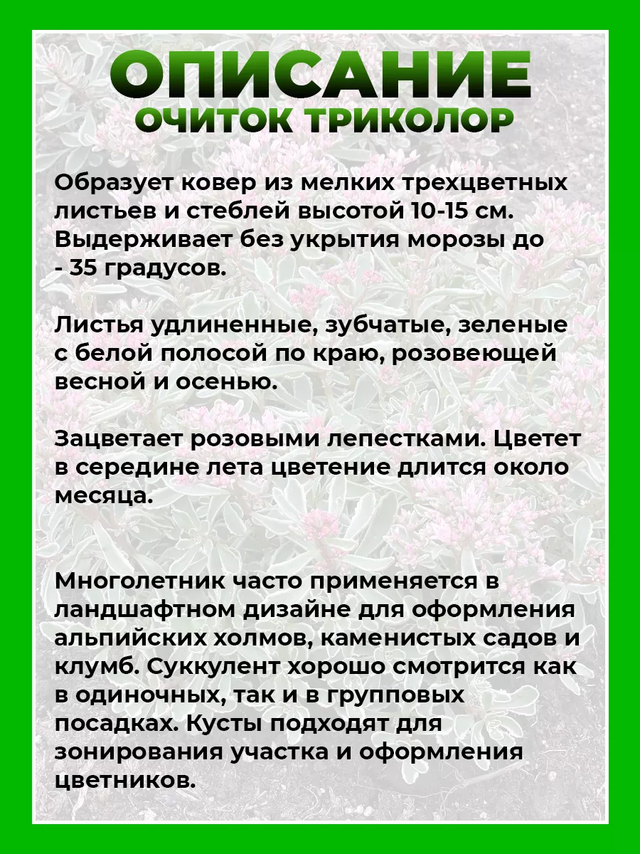 Очиток ложный Триколор