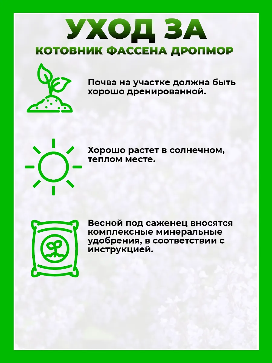 Котовник Фассена Дропмор