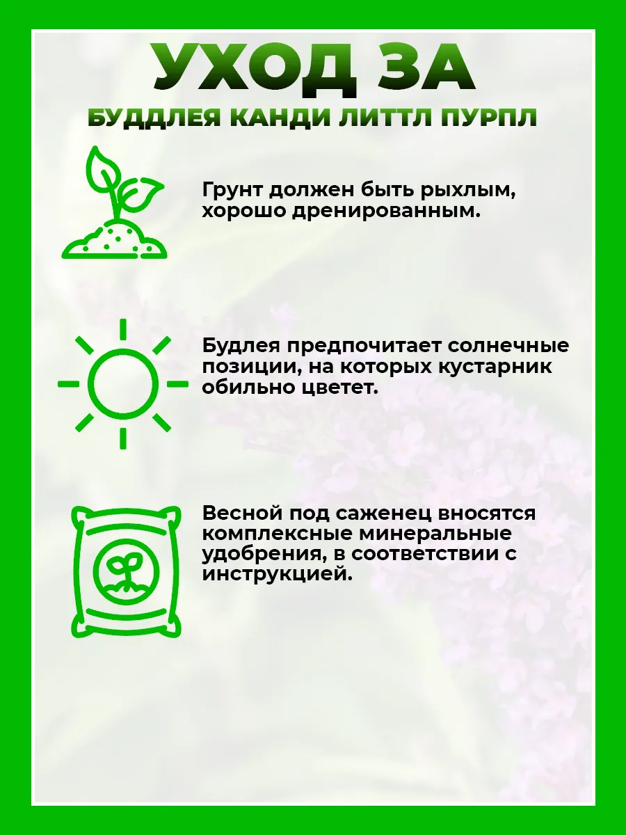 Буддлея Давида Баттерфляй Канди Литтл Пурпл