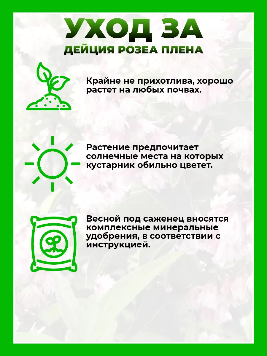 Дейция гибридная Розеа Плена