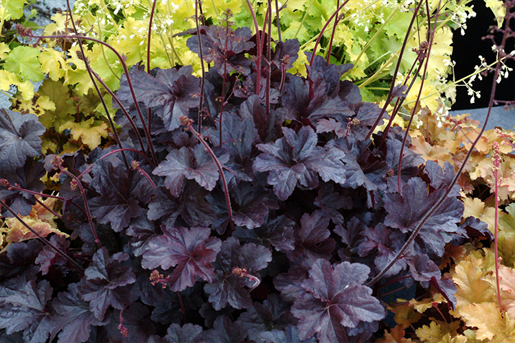 Heuchera 'Cajun Fire' Heuchera, Trees to plant, Coral bells