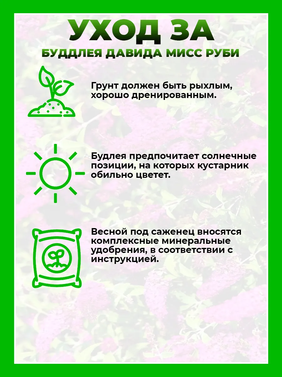 Буддлея Давида Мисс Руби