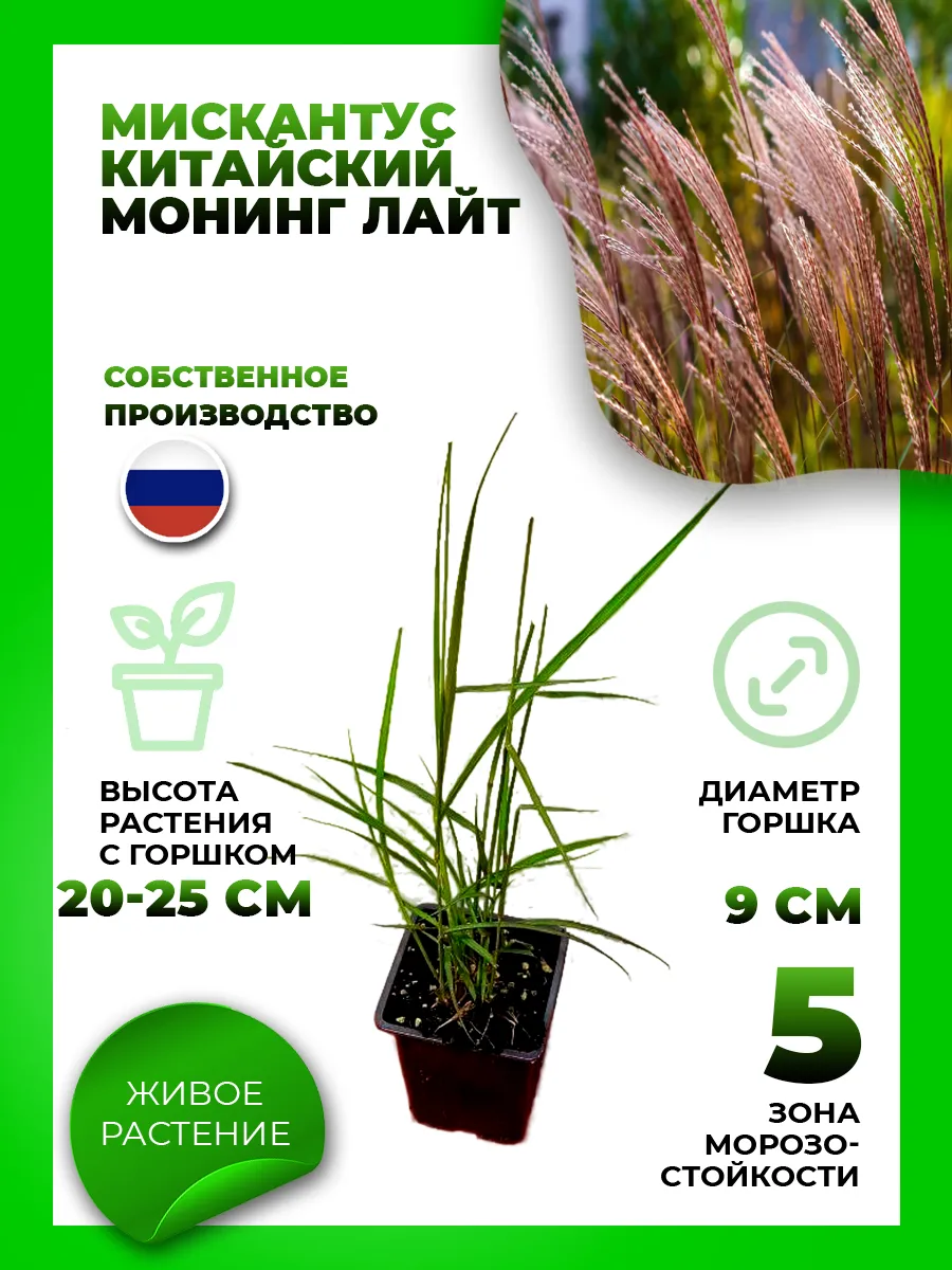 Мискантус китайский Монинг Лайт