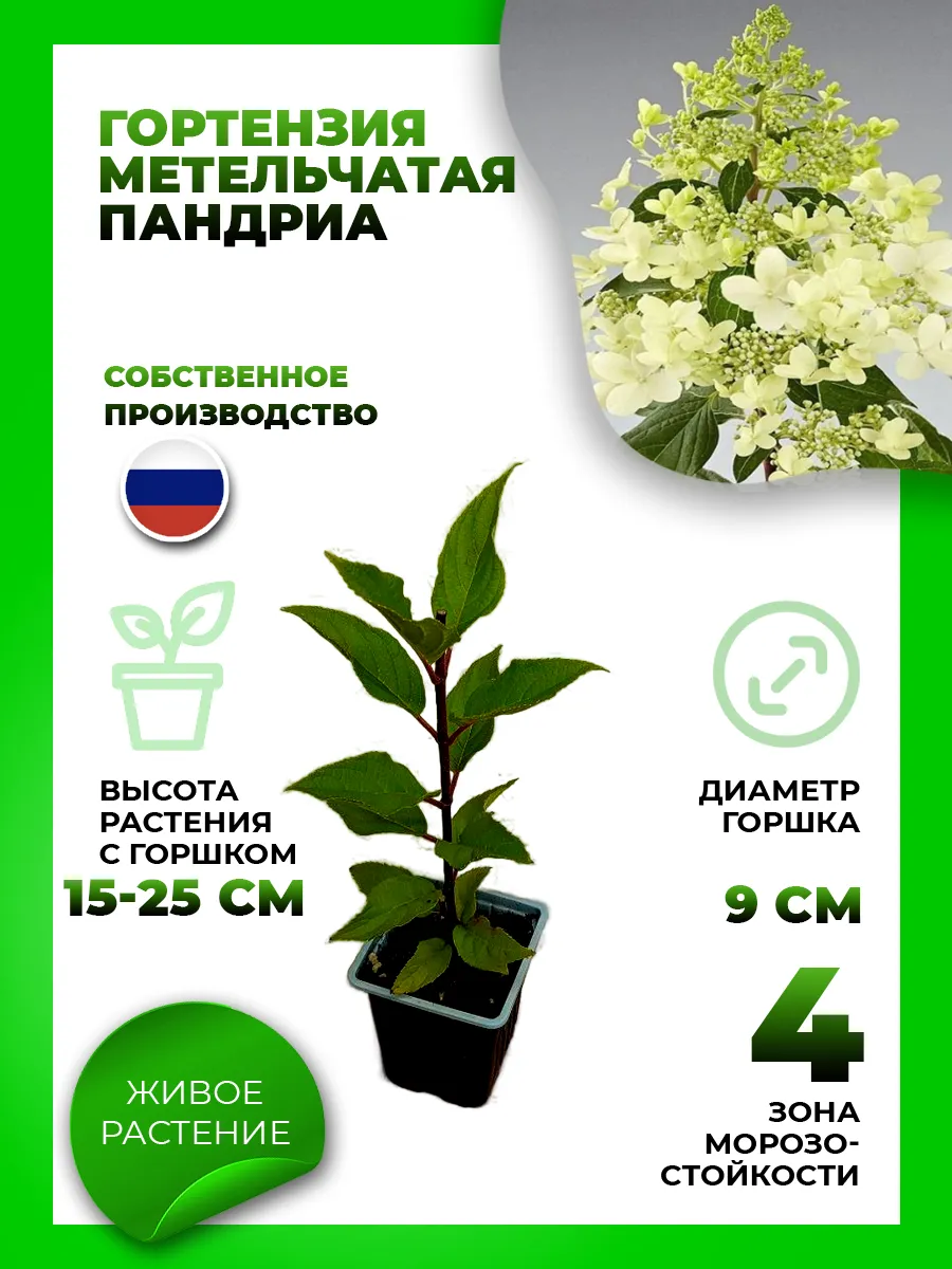 Гортензия метельчатая Пандриа