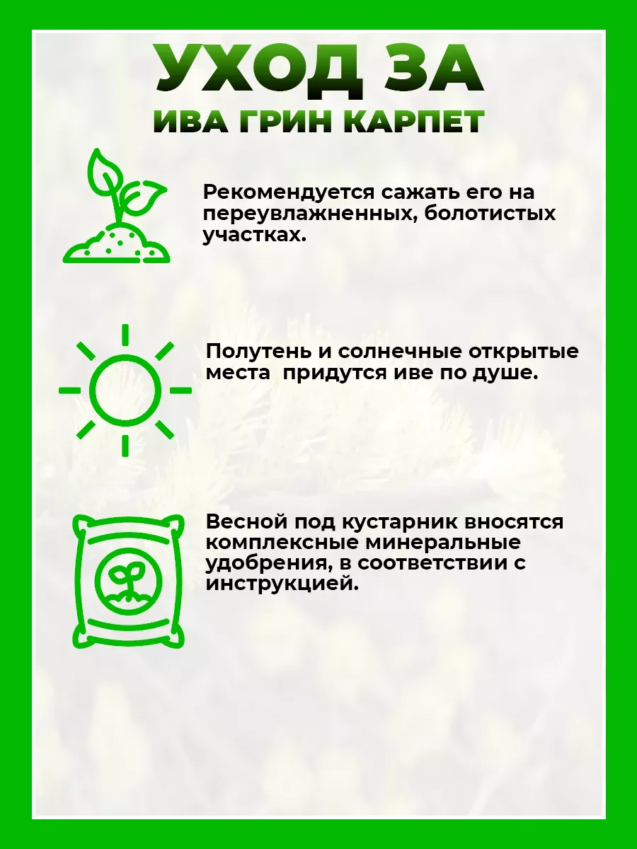 Ива ползучая Грин Карпет