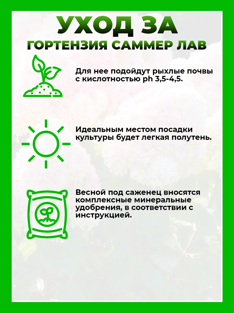 Гортензия метельчатая Саммер Лав