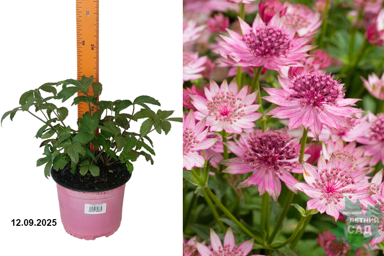 Астранция крупная Пинк Прайд (Astrantia major Pink Pride) С2 лс