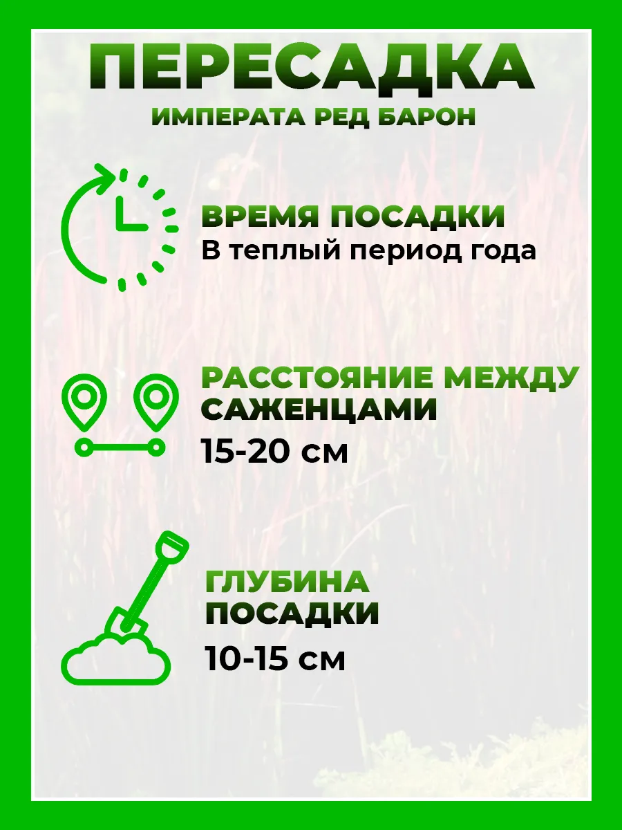 Императа цилиндрическая Ред Барон