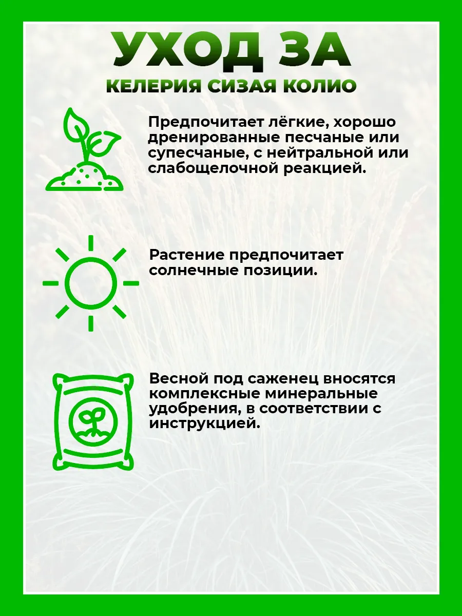 Келерия сизая Колио