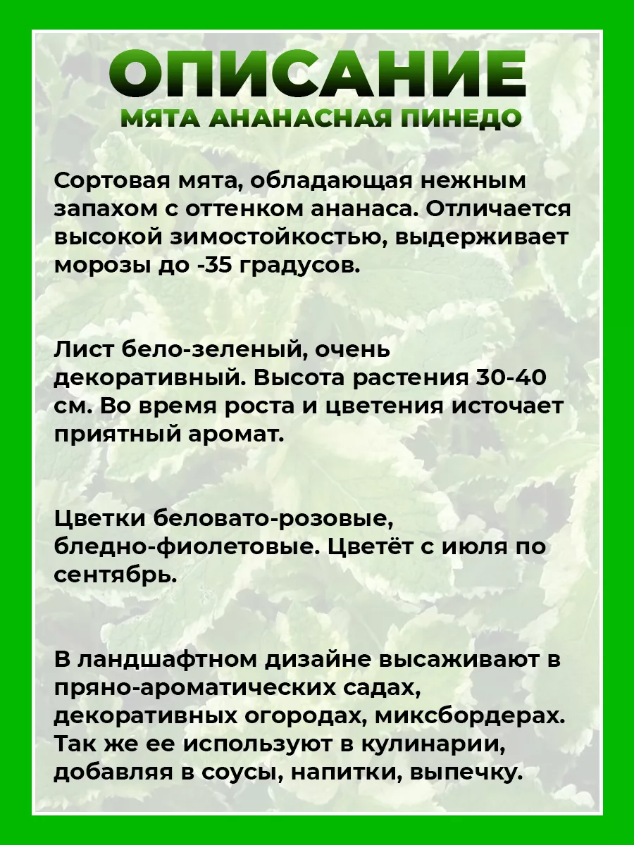 Мята ананасная Пинедо