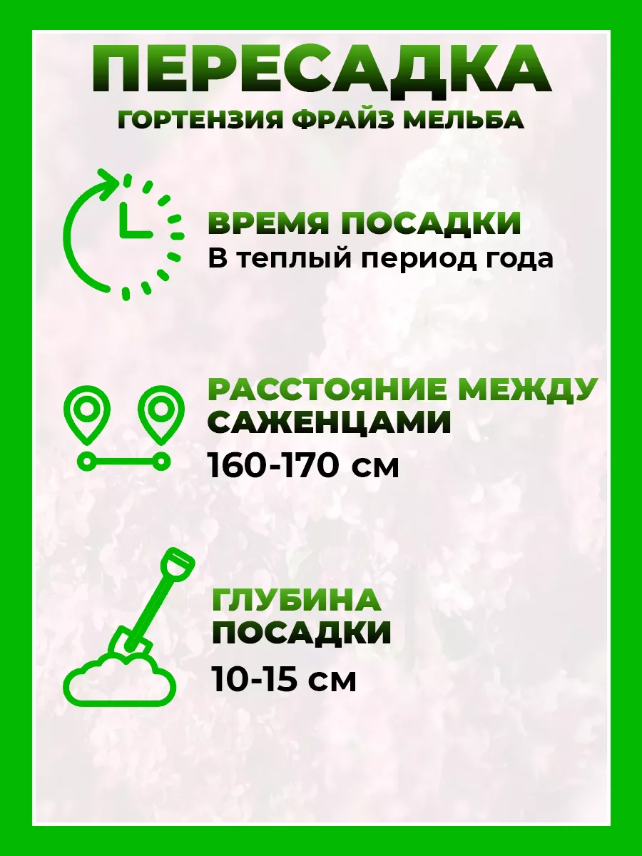 Гортензия метельчатая Фрайз Мельба
