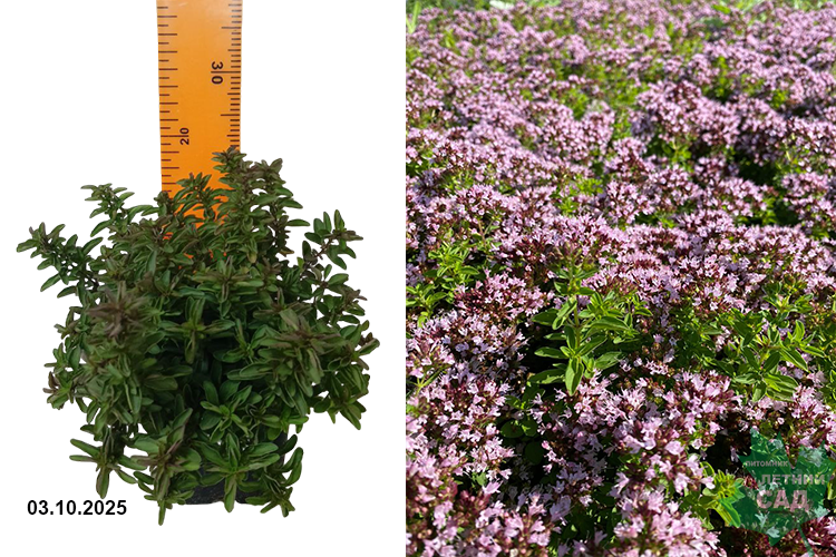 Душица обыкновенная Дьябло (Organum vulgáre Diabolo)  Р9